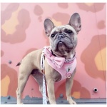 Dog Bow Tie - Regina