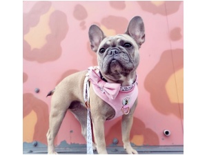 Dog Bow Tie - Regina