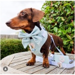 Dog Bow Tie - Kady