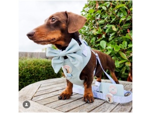 Dog Bow Tie - Kady