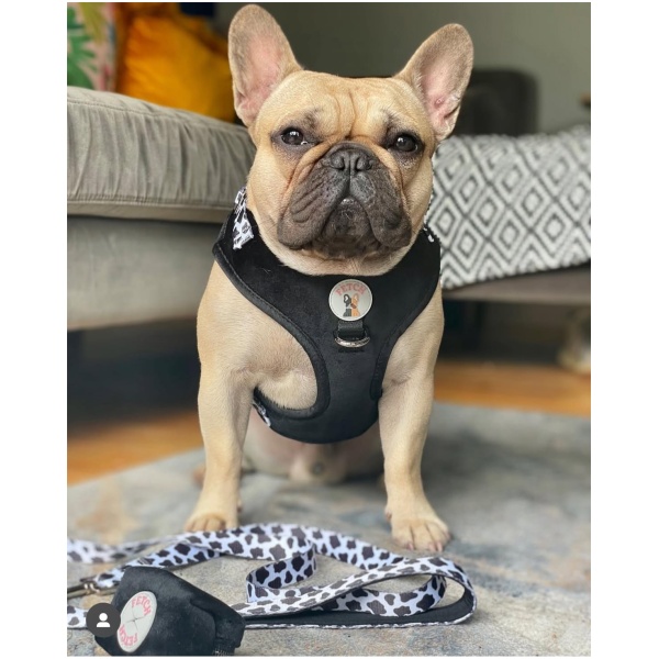 Dog Collar - Janis - Image 4