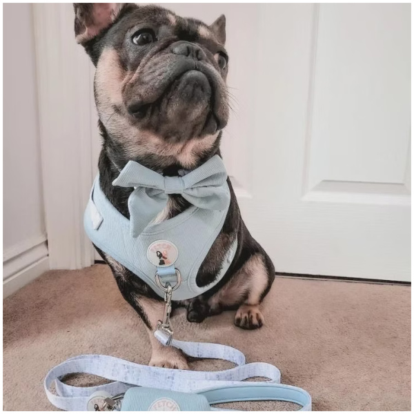 Neck Adjustable Dog Harness - Kady - M - Image 5