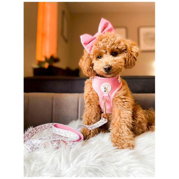 Neck Adjustable Dog Harness - Regina - XS - Image 2